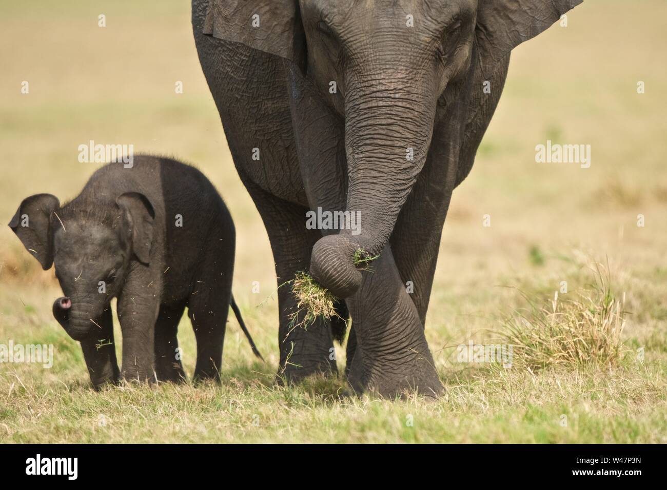 Asiatischer Elefant Mutter und Kalb, Minneriya National Park, Sri Lanka Stockfoto