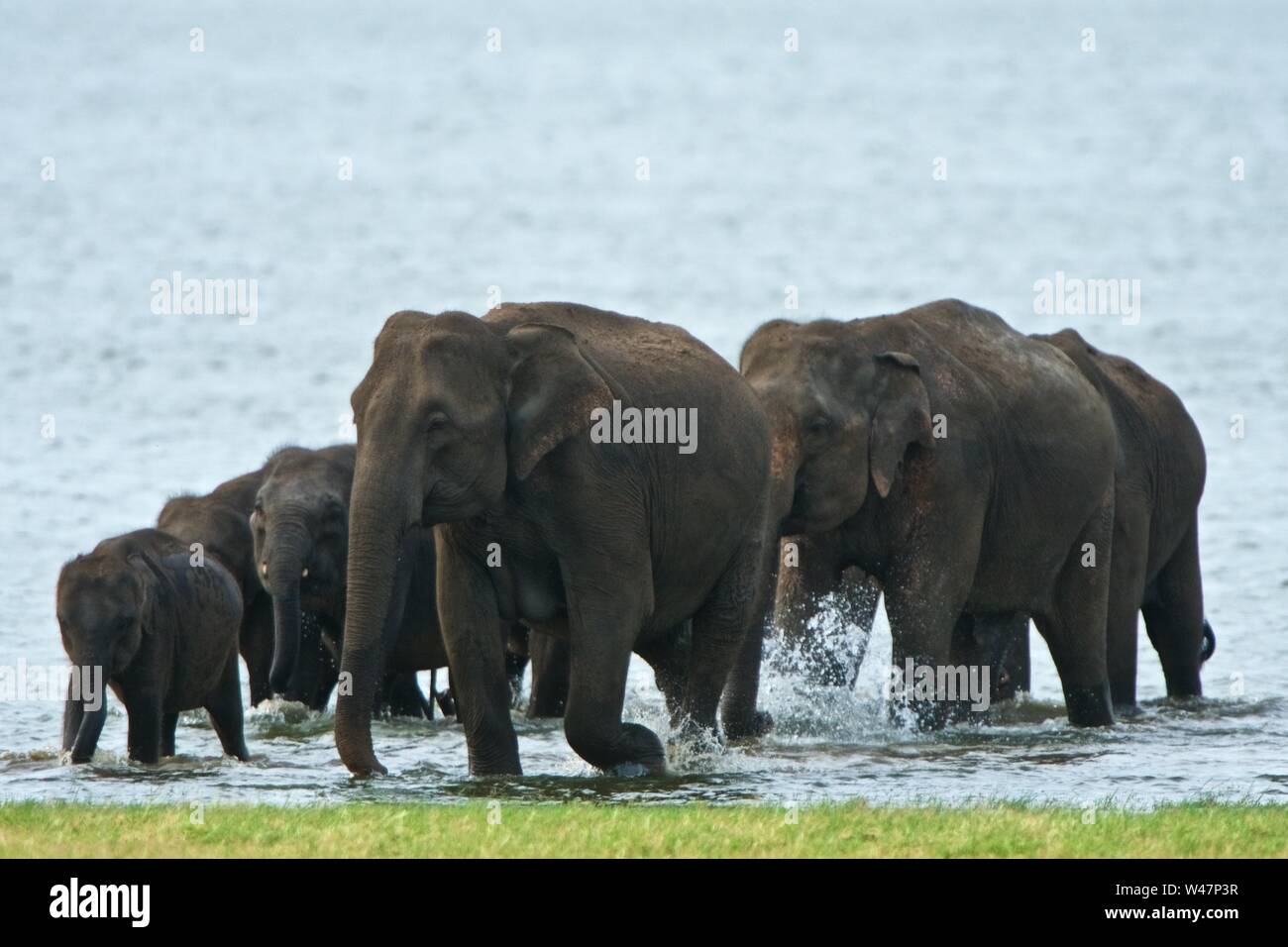 Asiatischer Elefant Familie, Minneriya National Park, Sri Lanka Stockfoto