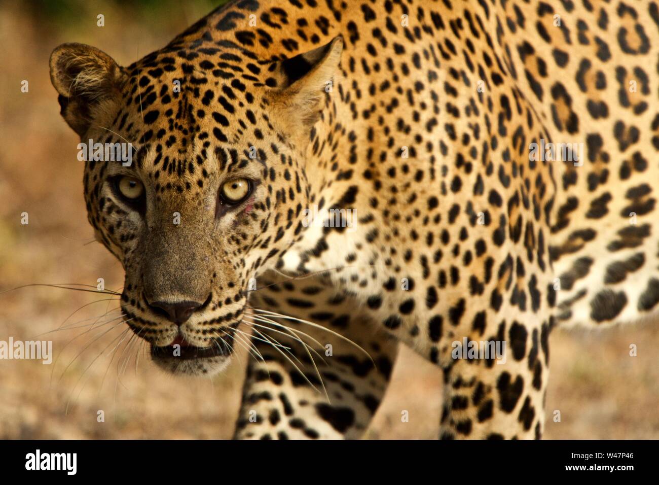 Radikale Nahaufnahme des wilden Leoparden in Sri Lanka, in die Kamera starrt Stockfoto