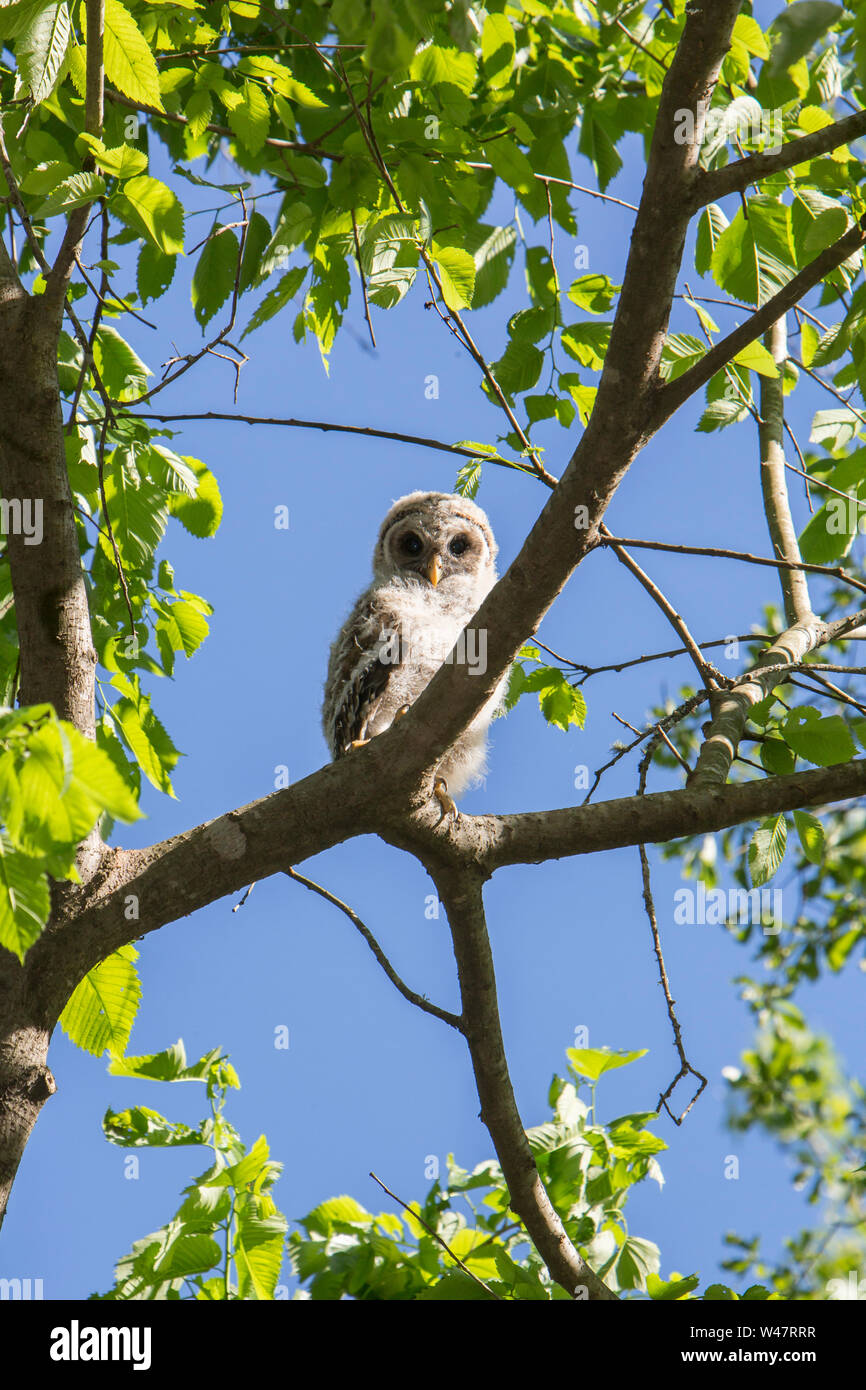 Gesperrt Eule Küken im Baum Stockfoto