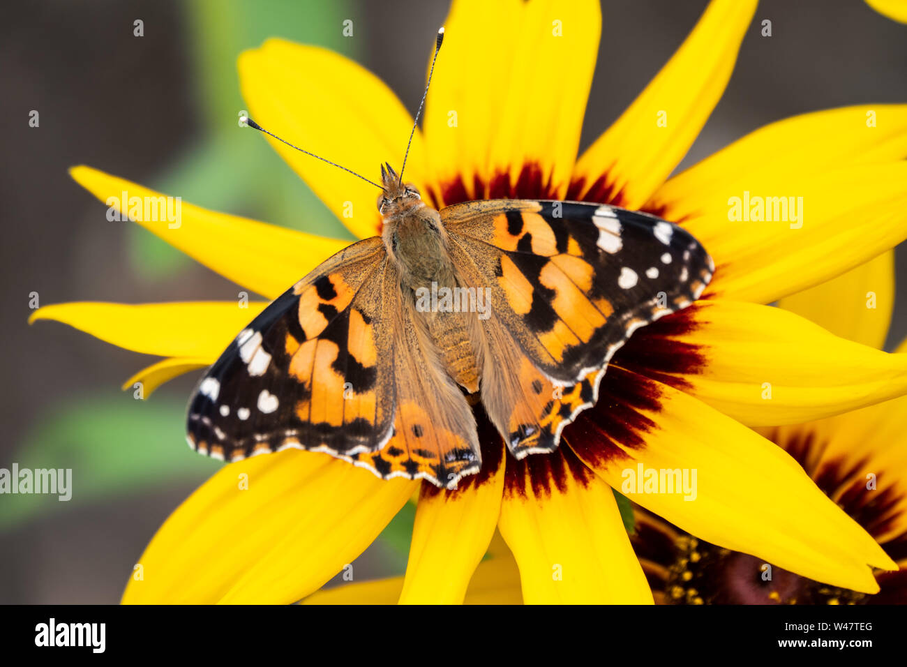 Schmetterling Vanessa cardui sitzt auf einem gelbe Blume. Distelfalter Schmetterling. Hintergrund mit einem schönen Schmetterling auf einer Blume. Stockfoto