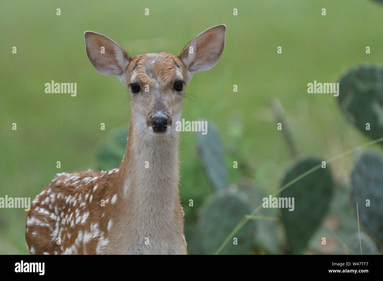 North American White-tailed deer Odocoileus virginianus fawn vor PRICKLY-pear Cactus Patch. Stockfoto