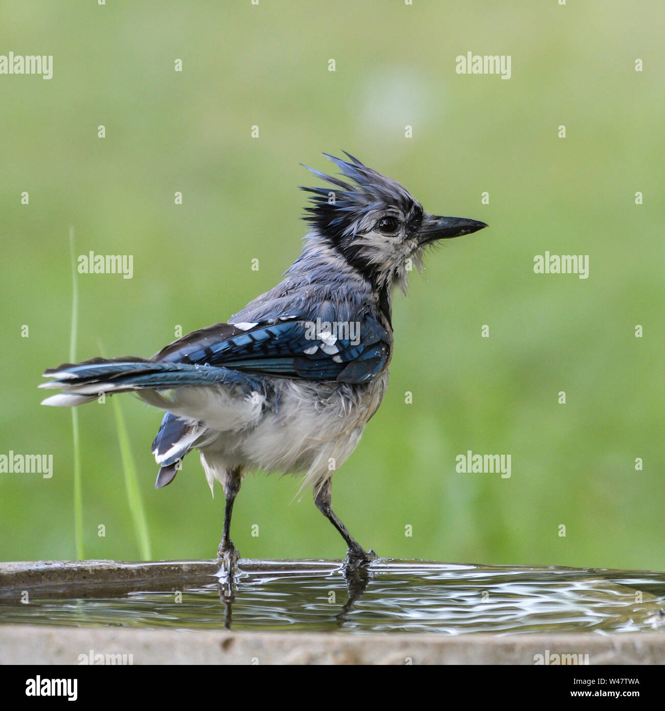 Eine Wet Blue Jay Cyanocitta cristata am Rande des Hinterhofes Vogelbad. Stockfoto