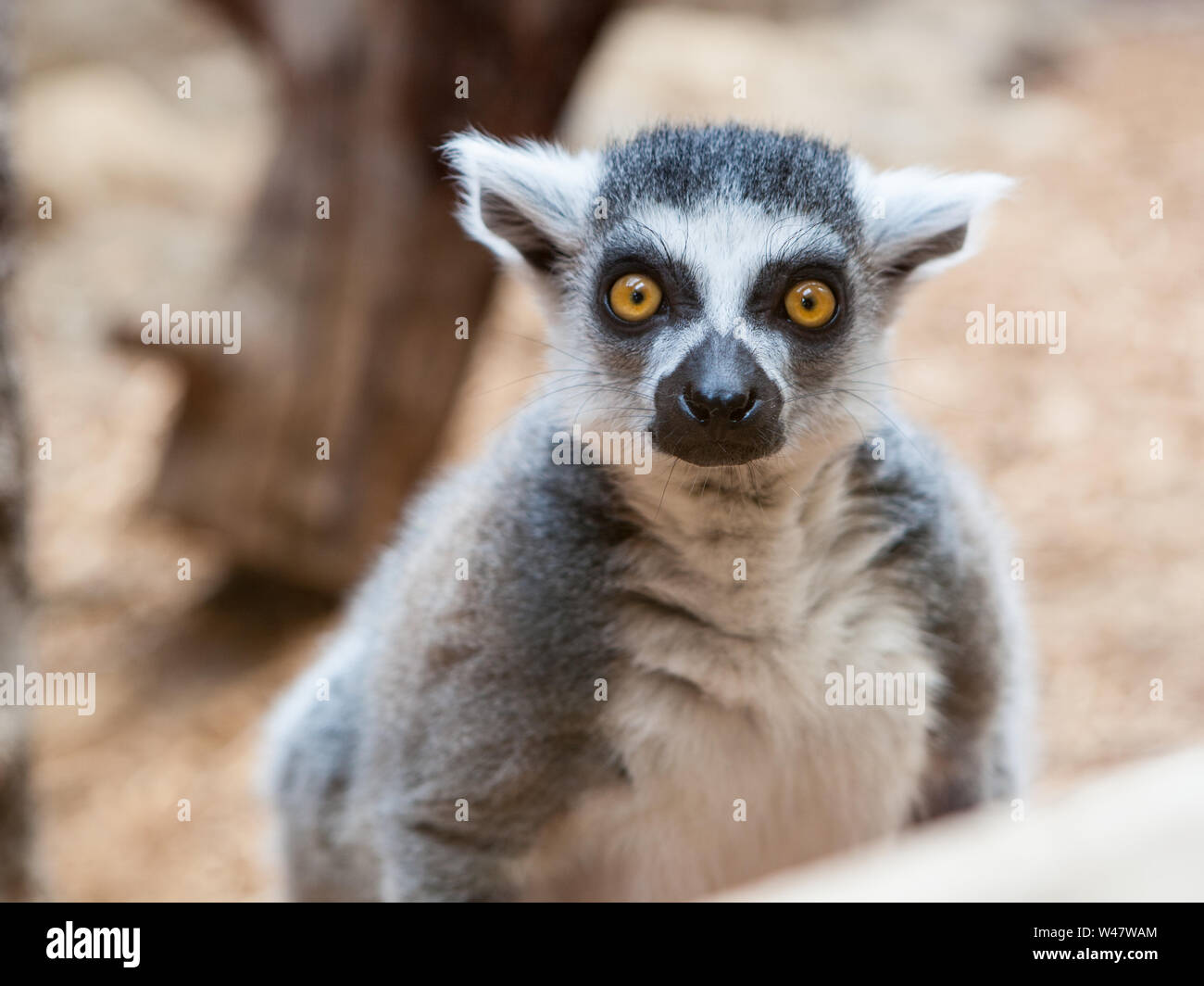 Säugetiere Primaten grauer Ring Tailed Lemur Face Closeup verschwommenen Hintergrund Stockfoto