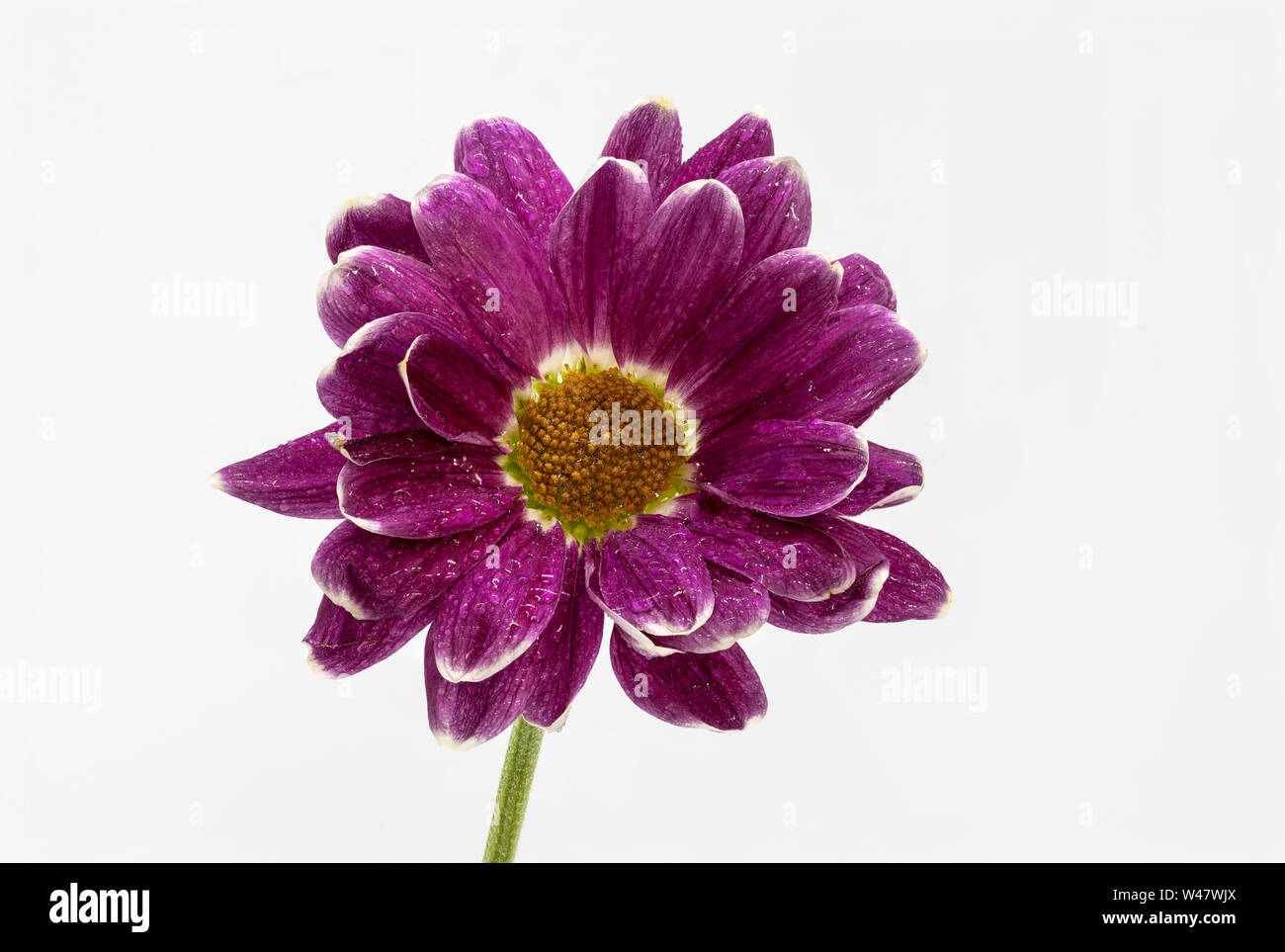 Fokus gestapelt Gerbera Germini Blume isoliert auf weißem Hintergrund Stockfoto