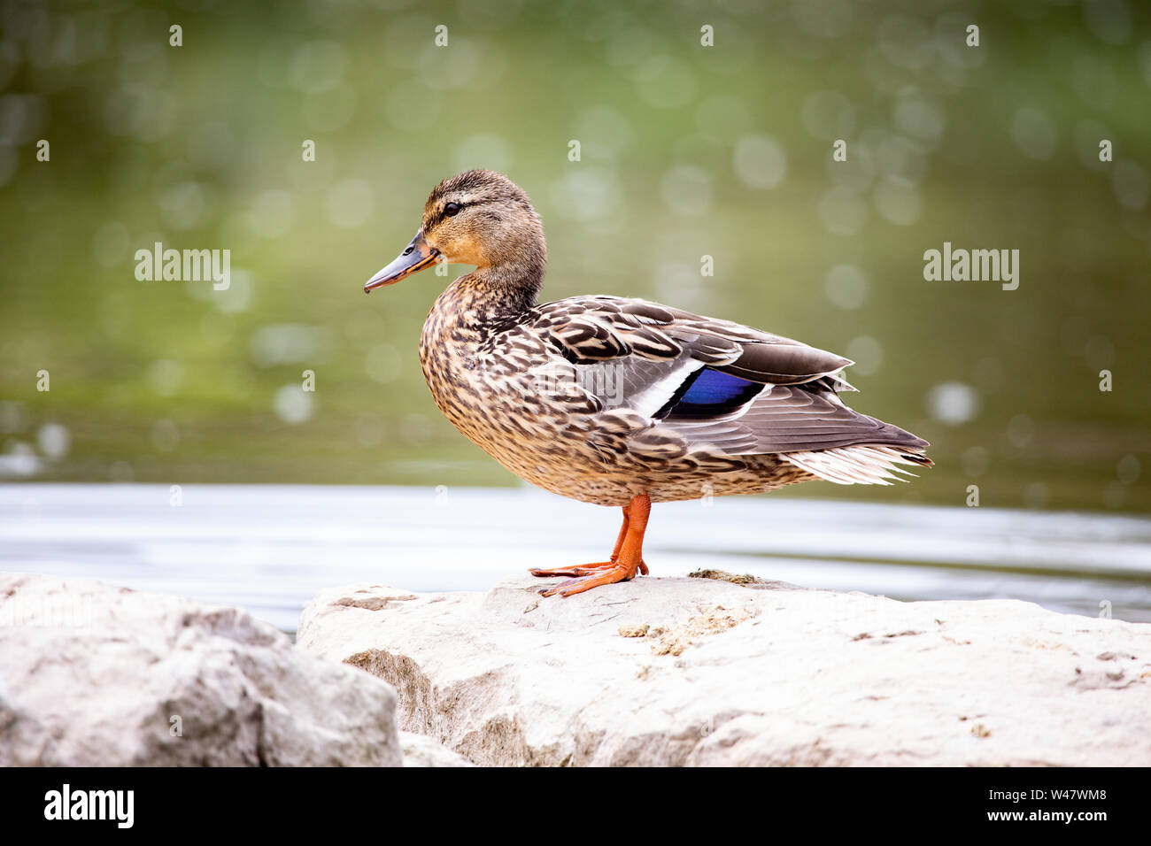 Fauna Vögel Zugvögel männliche Stockente stehen konkrete Teich Hintergrund Stockfoto