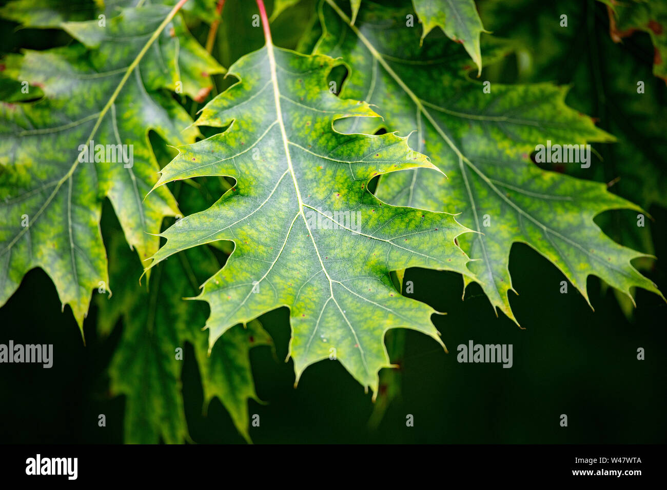 Flora Bäume Eiche grüne Blatt Sommer Frische starre Muster und Adern Stockfoto