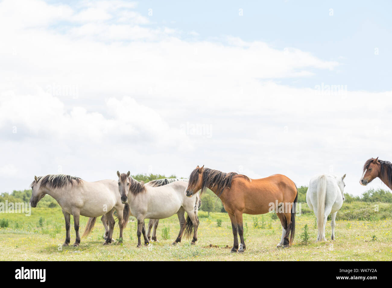 Herde von wilden Küsten Ponys auf grasbewachsenen Dünen am Sommer. Insel Anglesey im Norden von Wales, Großbritannien Stockfoto