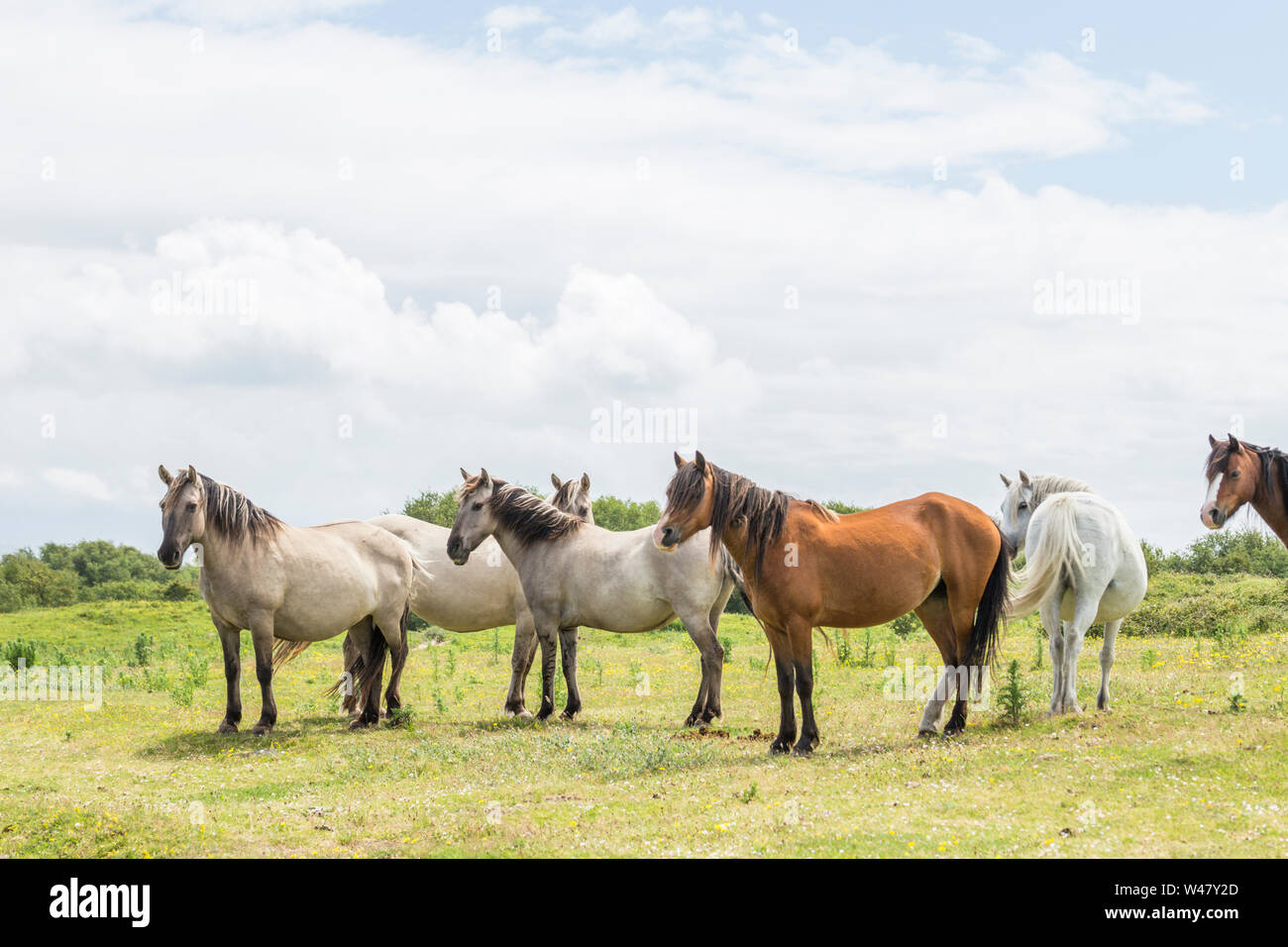 Herde von wilden Küsten Ponys auf grasbewachsenen Dünen. Insel Anglesey im Norden von Wales, Großbritannien Stockfoto