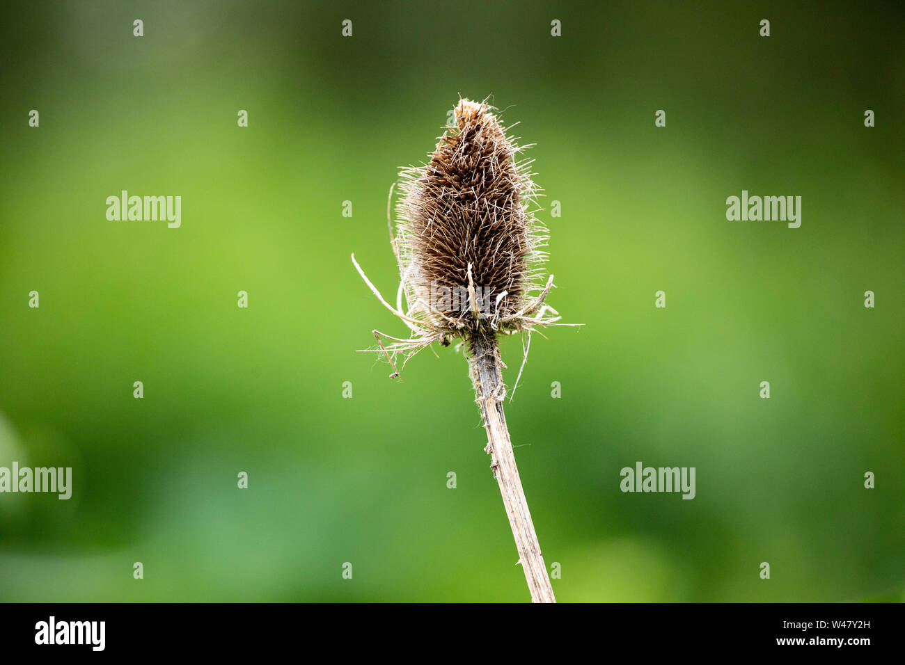 Flora Wildblumen mehrjährig Stier Thistle Kopf alte Wachstum auf grünem Wald Hintergrund Stockfoto