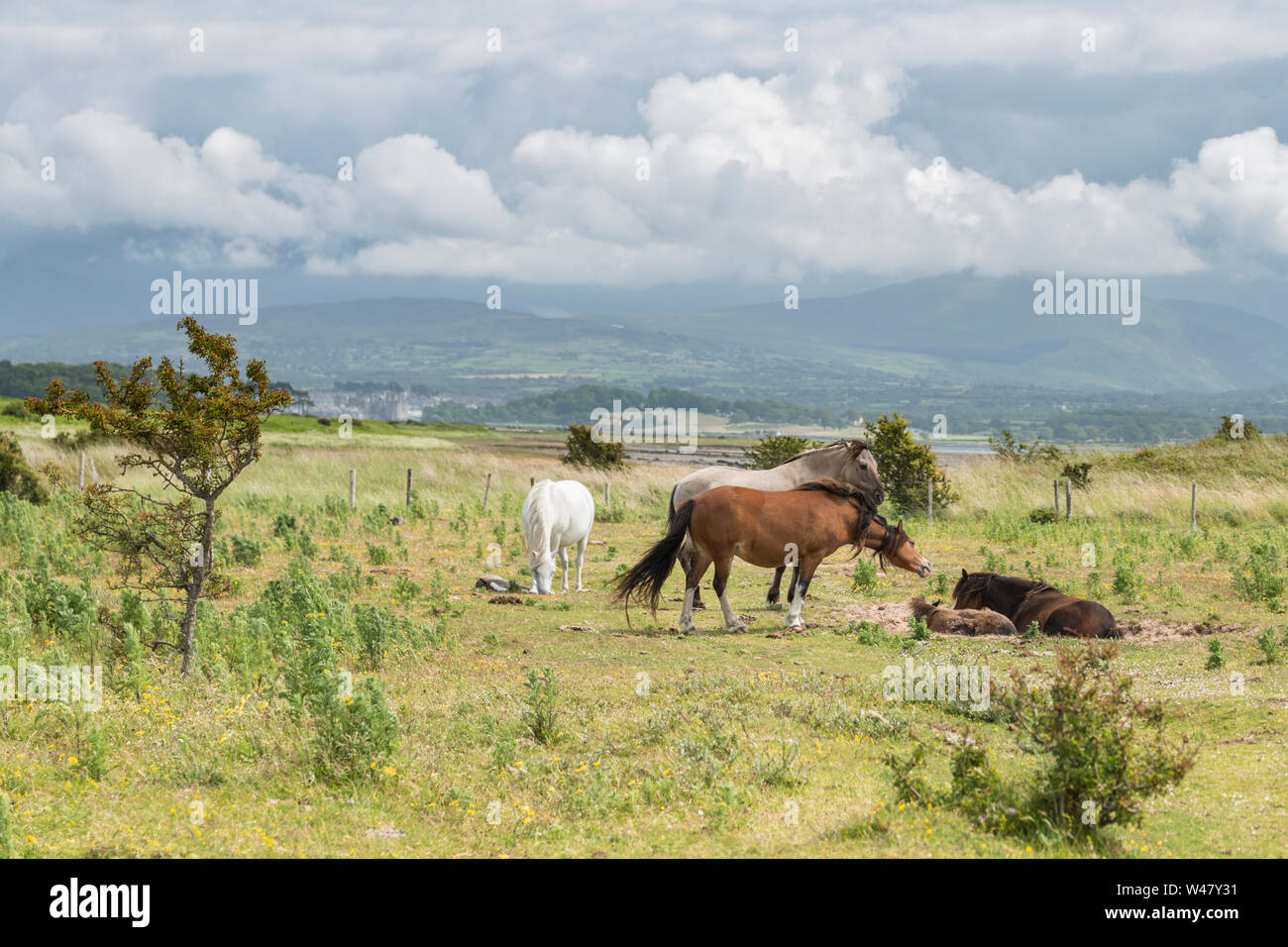 Herde von wilden Küsten Ponys auf grasbewachsenen Dünen am Sommer. Insel Anglesey im Norden von Wales, Großbritannien Stockfoto