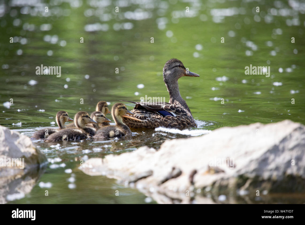 Fauna Vögel Zugvögel Stockente Familie Teich Schwimmen Junge Kinder Stockfoto