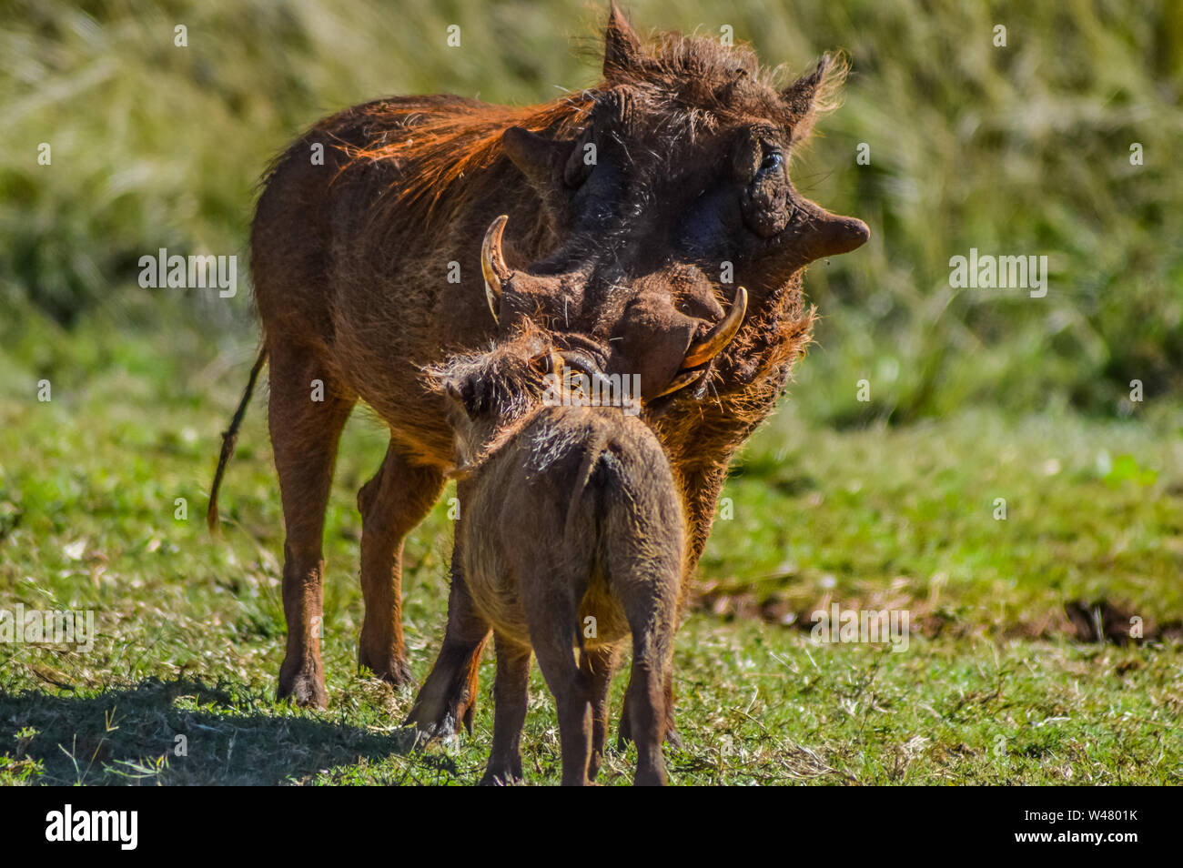 Gemeinsame Warzenschwein interagieren und spielen in einem Südafrikanischen Game Reserve Stockfoto