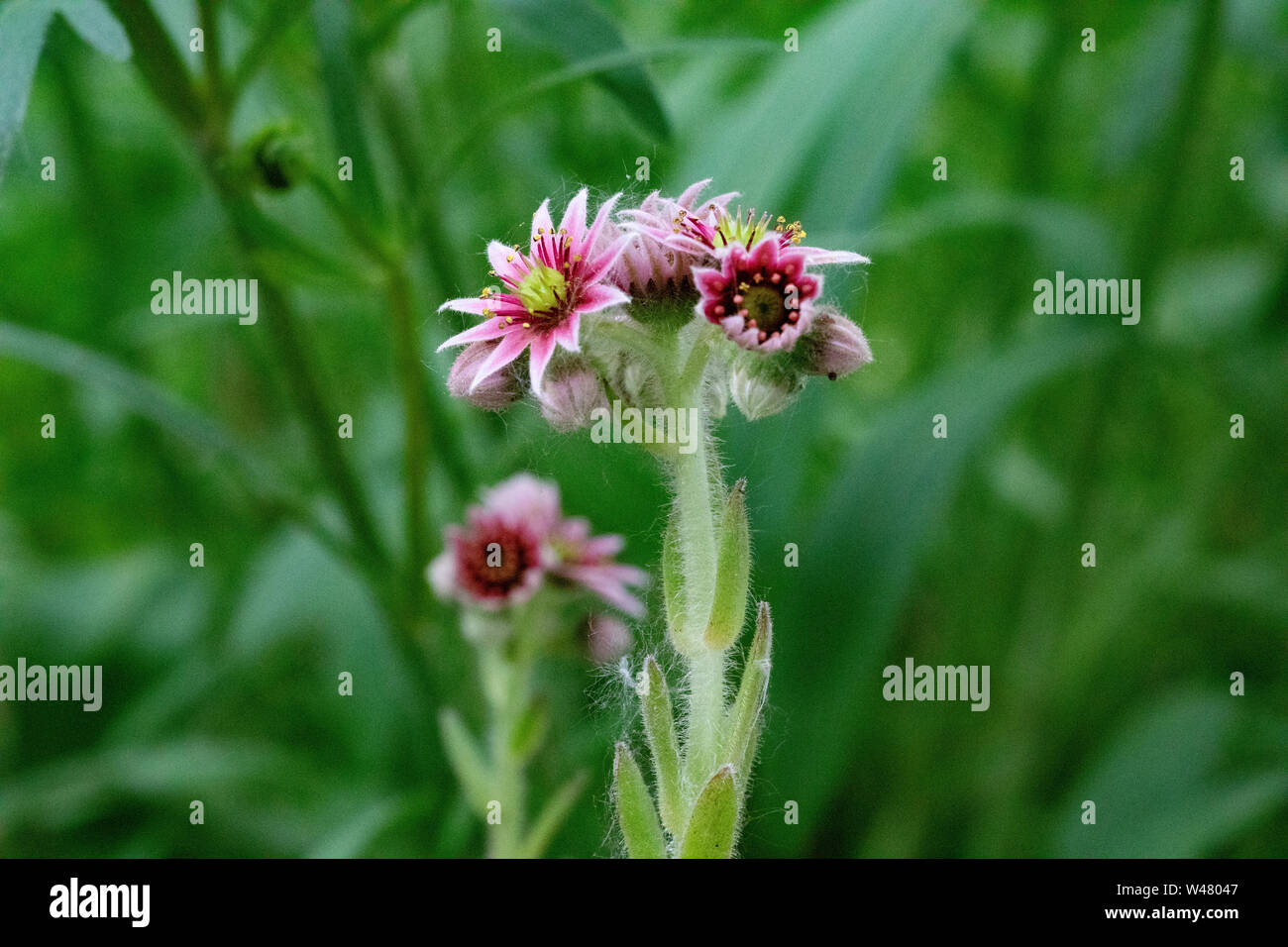 Flora Blumen saftige Neue Blüten Hühner und Küken Crassulaceae Stockfoto