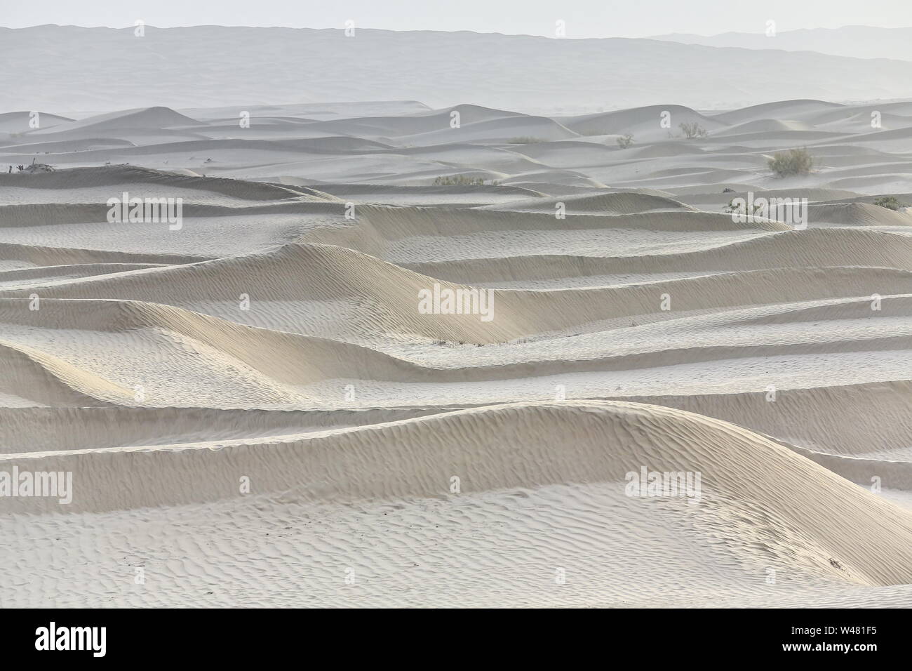 Nebeliges Licht der Morgendämmerung über sich verschiebenden Sanddünen. Taklamakan Desert-Xinjiang-China-0344 Stockfoto