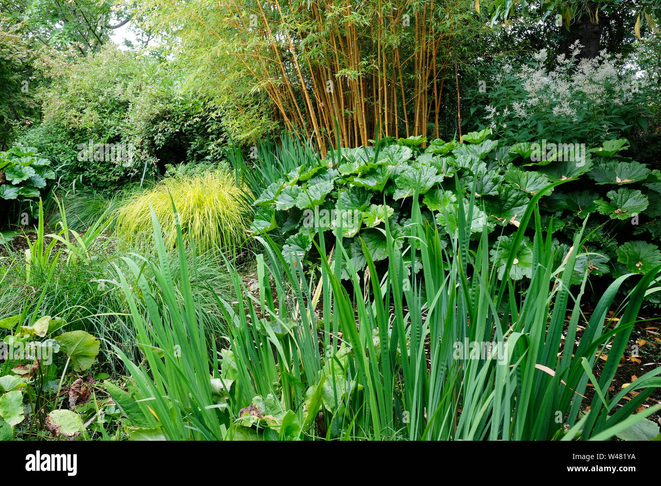 Bambus und andere ziergräser mit anderen üppigen Blätter Pflanzen, Rosemoor, UK - Johannes Gollop Stockfoto