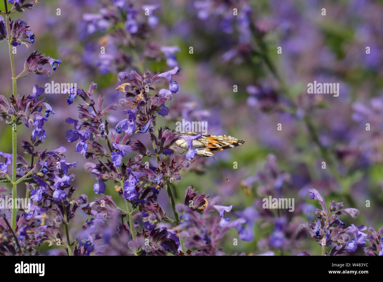 Distelfalter in Orange mit weißen, braunen Flecken, in einer Salbei Blüte Stockfoto