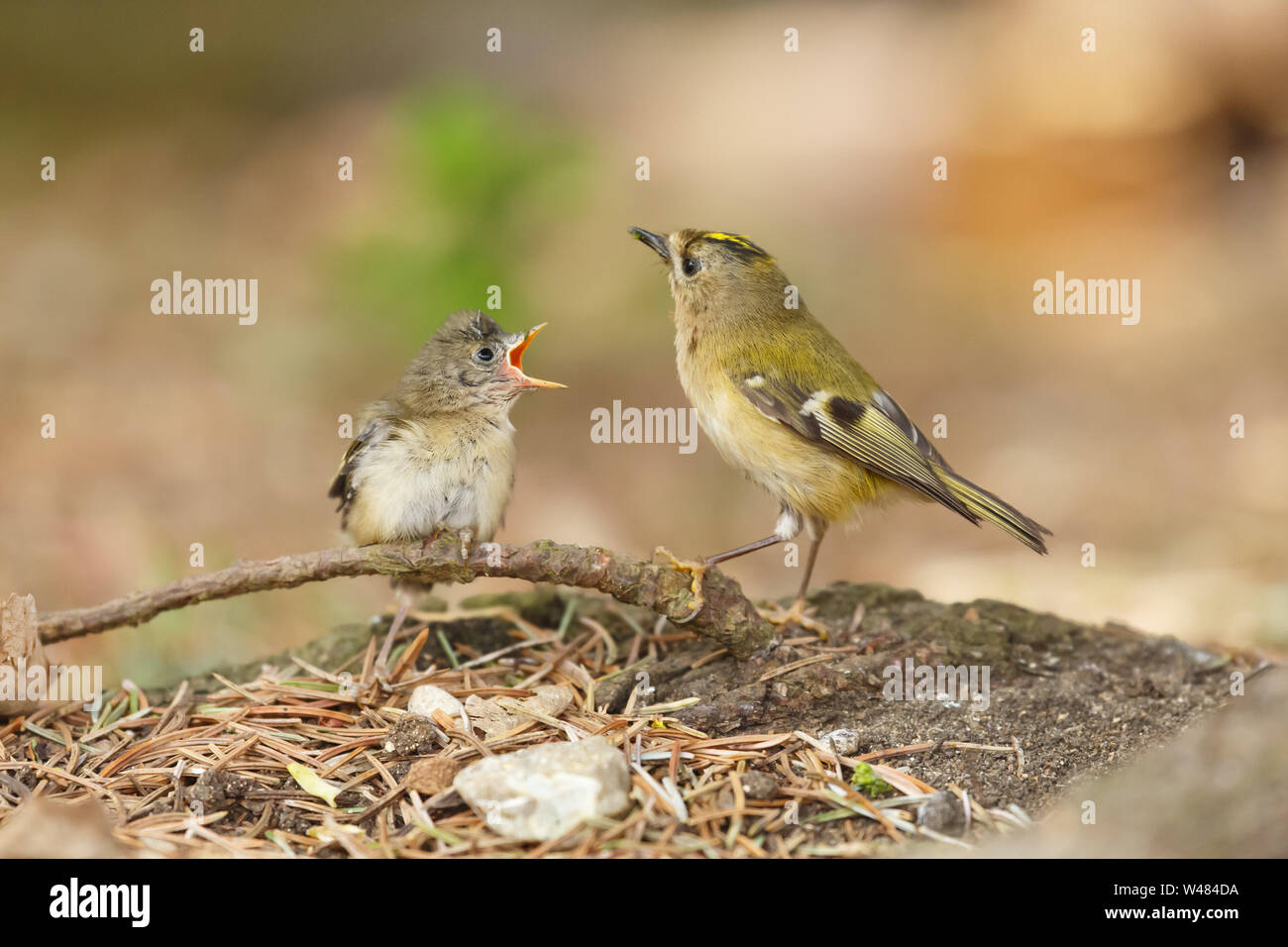 Nach goldcrest Feeds ein gewordener Vogel baby Vogel auf dem Boden. Die Goldcrest Regulus Regulus ist Britains kleinsten Vogel Stockfoto