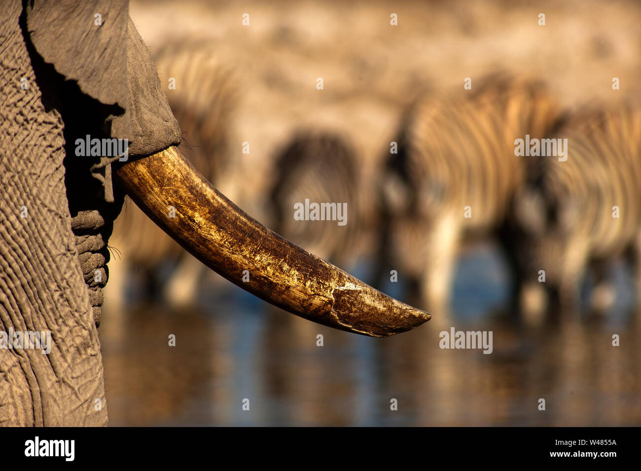 Detail einer elephant Tusk mit Zebras trinken im Hintergrund, Okaukuejo Wasserloch, Etosha National Park, Namibia Stockfoto