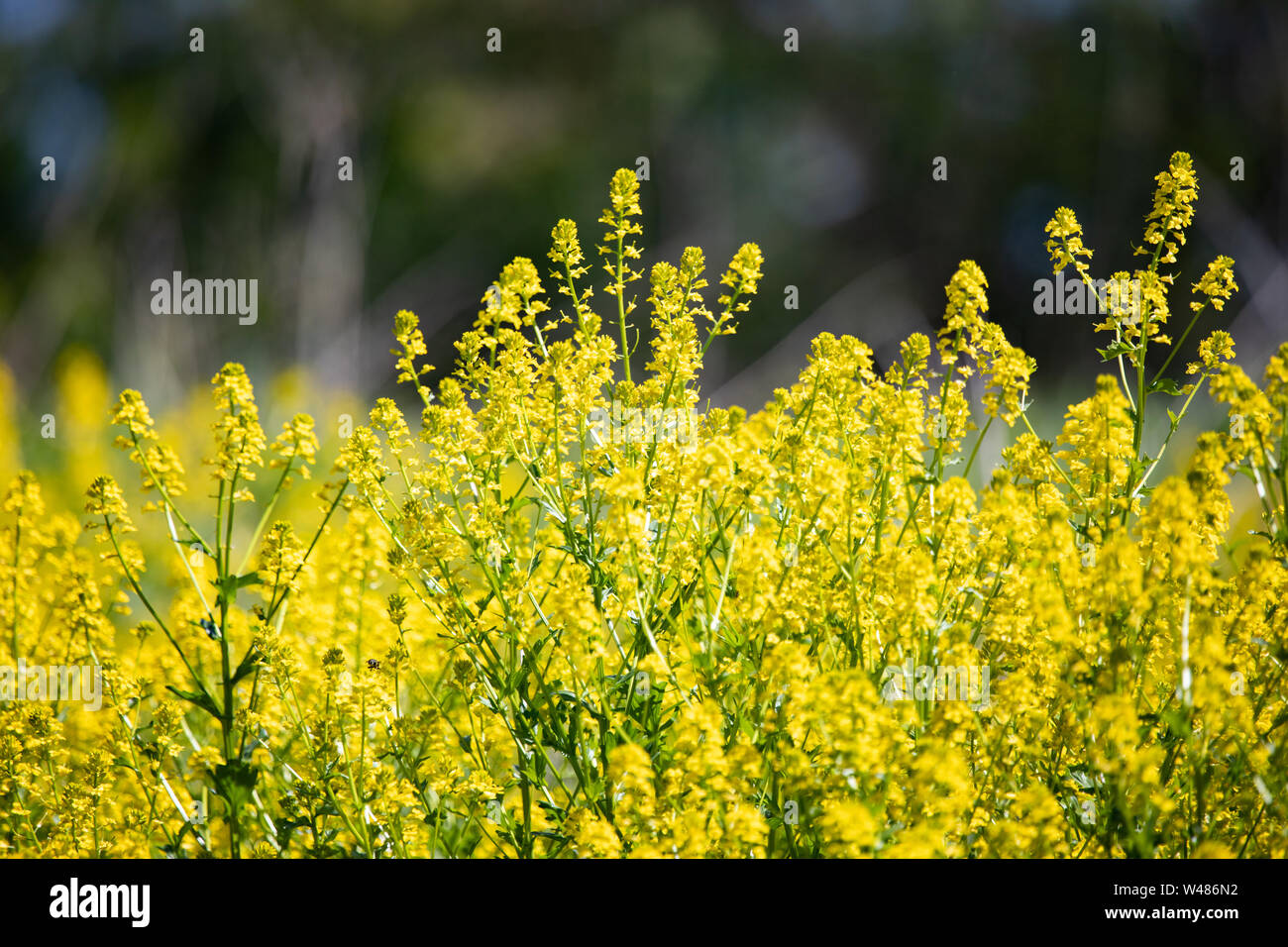 Flora Blumen Wildblumen gelbe Goldrute Hintergrund Hintergründe Stockfoto