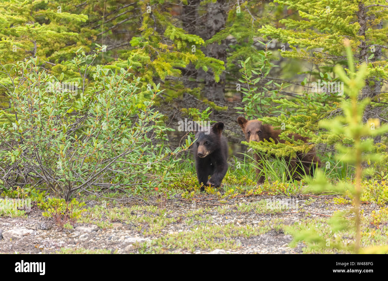 Zwei amerikanische Black Bear Cubs (Ursus americanus), Banff National Park, Alberta, Kanada Stockfoto
