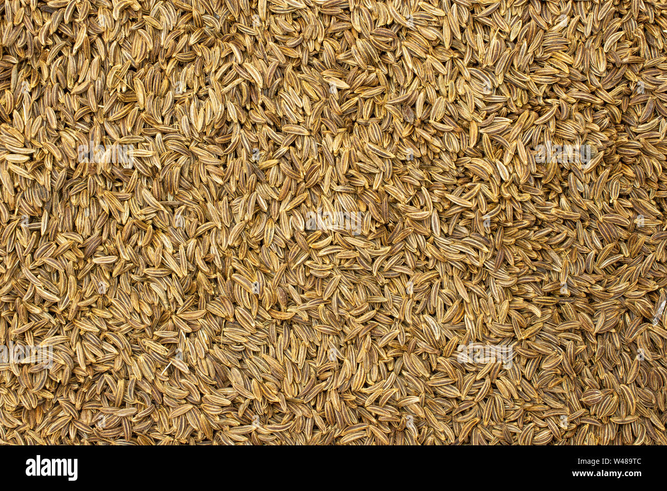 Menge ganze trocknen Kümmel Früchte Makro flatlay isoliert Stockfoto