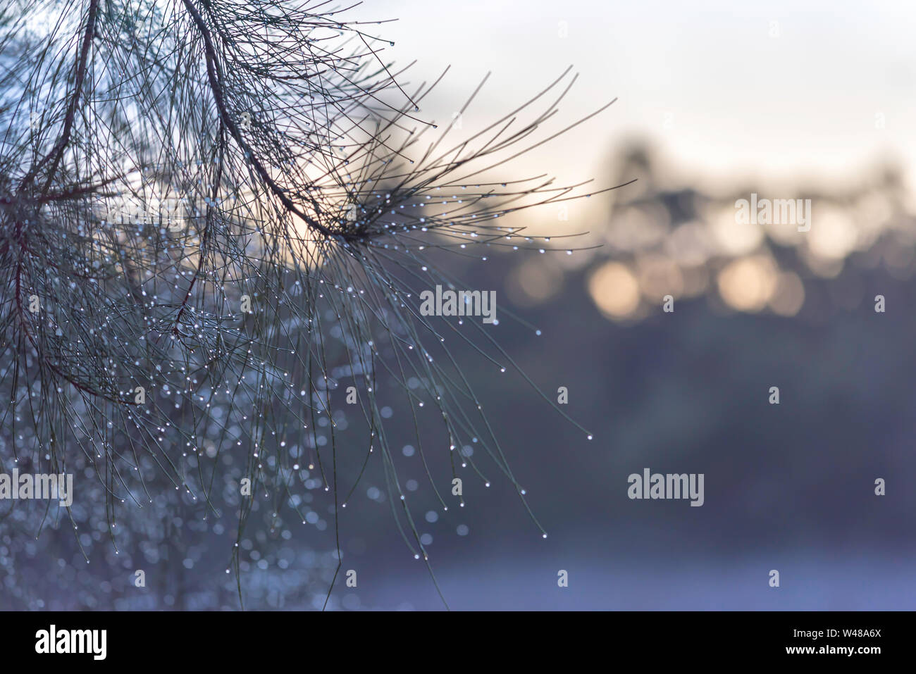 Wassertropfen an den Nadeln einer nassen Australischen Sheoak Baum (Casuarina) im frühen Morgenlicht vor der Dämmerung Stockfoto