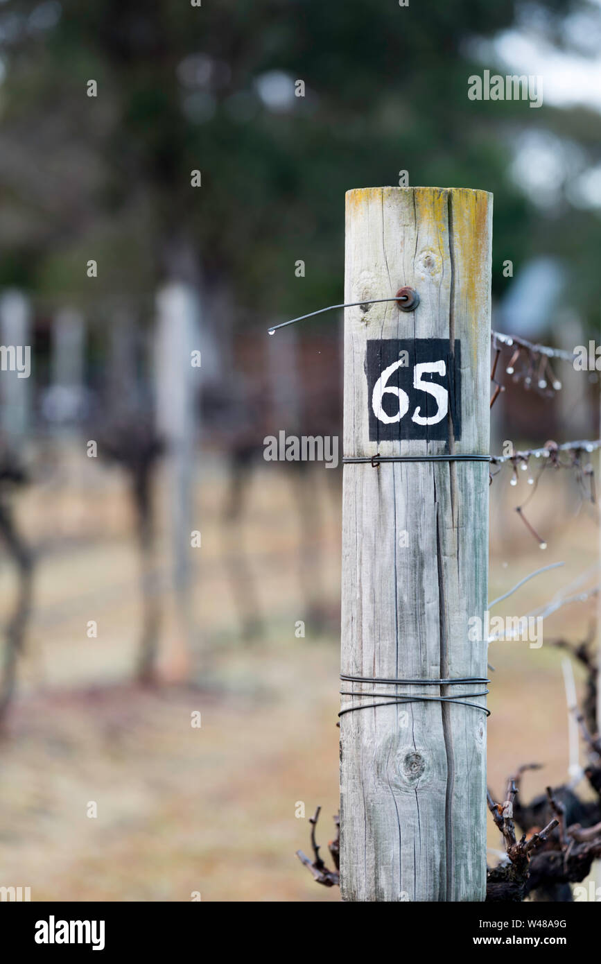 Ein großes Holz post Unterstützung Wein Gitter an der Kutschen Weingut im Hunter Valley von New South Wales, Australien in den frühen Morgenstunden Stockfoto