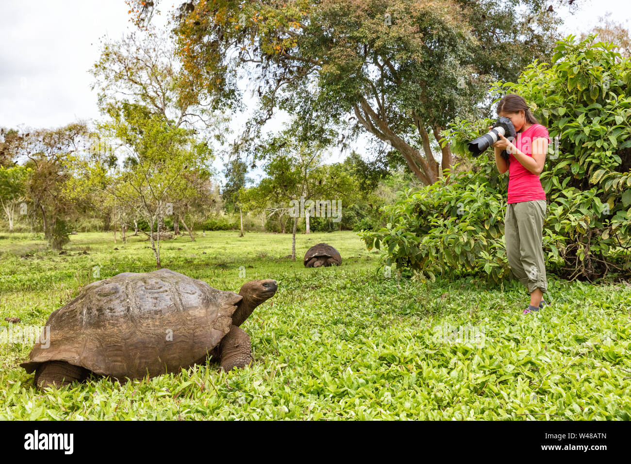 Galapagos Riesenschildkröte und Fotograf touristische Frau auf der Insel Santa Cruz, Galápagos-Inseln. Tiere wildlife Foto der Schildkröte im Hochland von Galapagos, Ecuador, Südamerika. Stockfoto