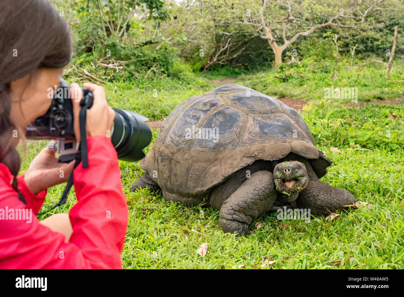 Naturfotograf und touristische auf Galapagos Inseln fotografieren Riesenschildkröte. Tiere Tierwelt lustiges Foto von Schildkröte in den Highlands, Isla Santa Cruz, Galapagos, Ecuador, Südamerika Stockfoto