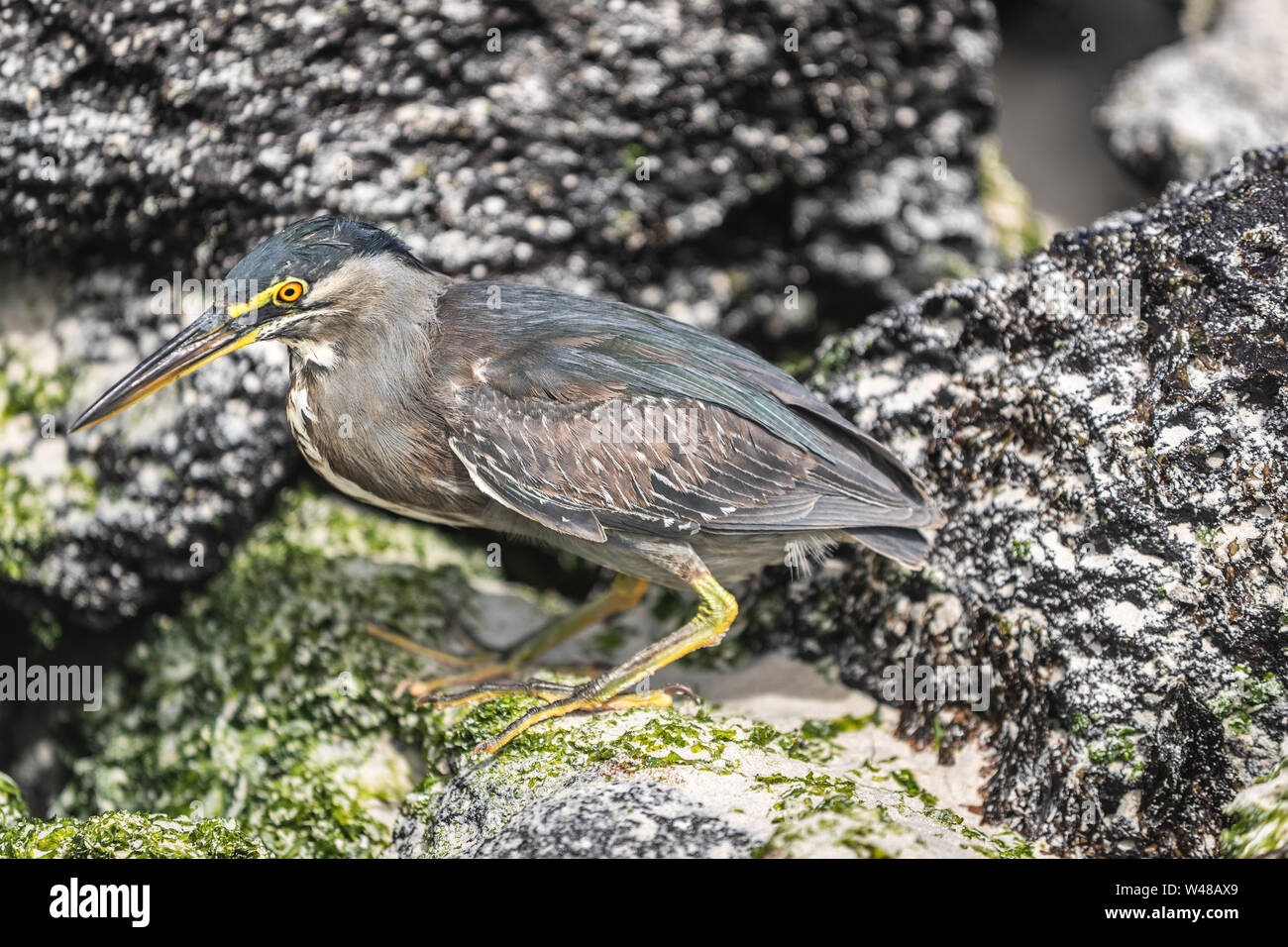 Gestreift Heron auf Galapagos Inseln Nahrungssuche und fangen und Essen auf Tortuga Bay, Insel Santa Cruz. Erstaunlich vogel Tiere Tierwelt Natur von Galapagos, Ecuador. Stockfoto