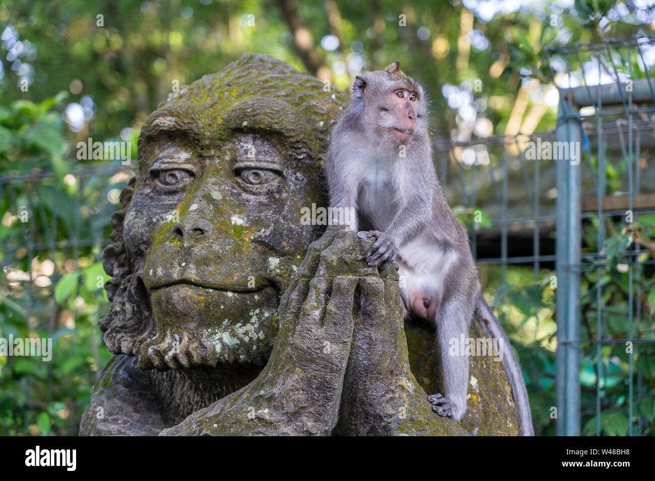 Porträt eines Affen auf einem Stein Skulptur eines Affen am Heiligen Affenwald in Ubud sitzen, Insel Bali, Indonesien. Nahaufnahme Stockfoto