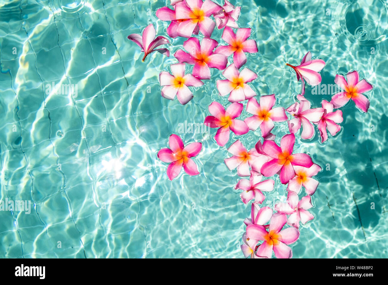 Tropische Blumen frangipani Plumeria, Leelawadee schwimmend im Wasser. Das Spa Pool. Frieden und Ruhe Stockfotografie