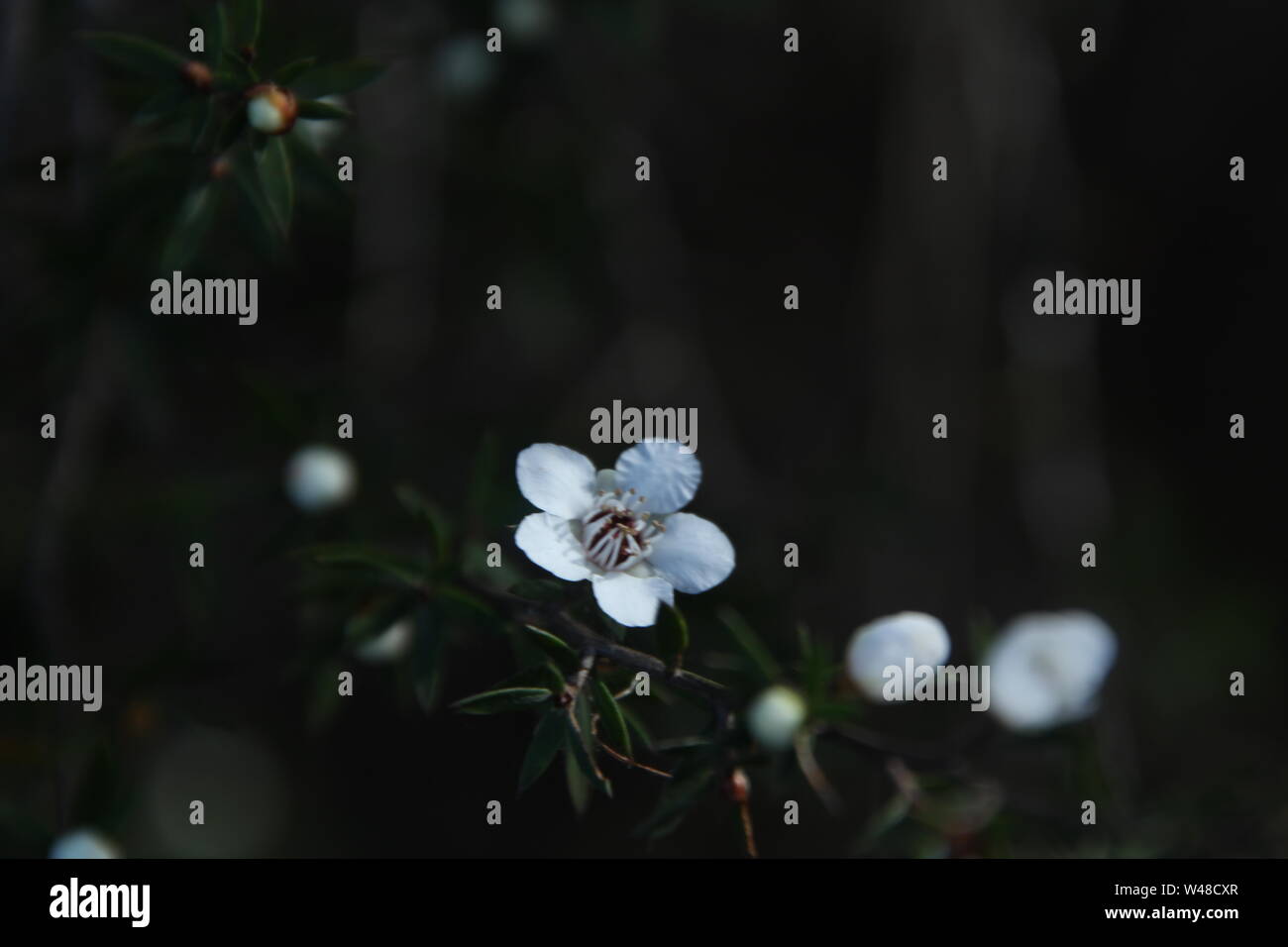 Manuka Blume von Knospen und Blättern umgeben Stockfoto