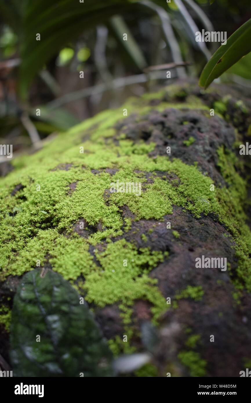 In der Nähe von Moos auf Steinen Oberfläche, grüne Textur Stockfoto