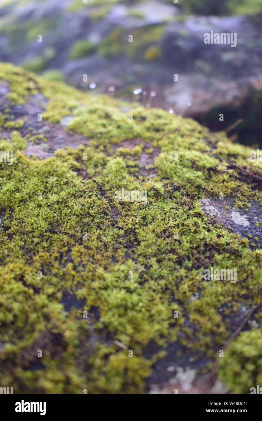 In der Nähe von Moos auf Steinen Oberfläche, grüne Textur Stockfoto