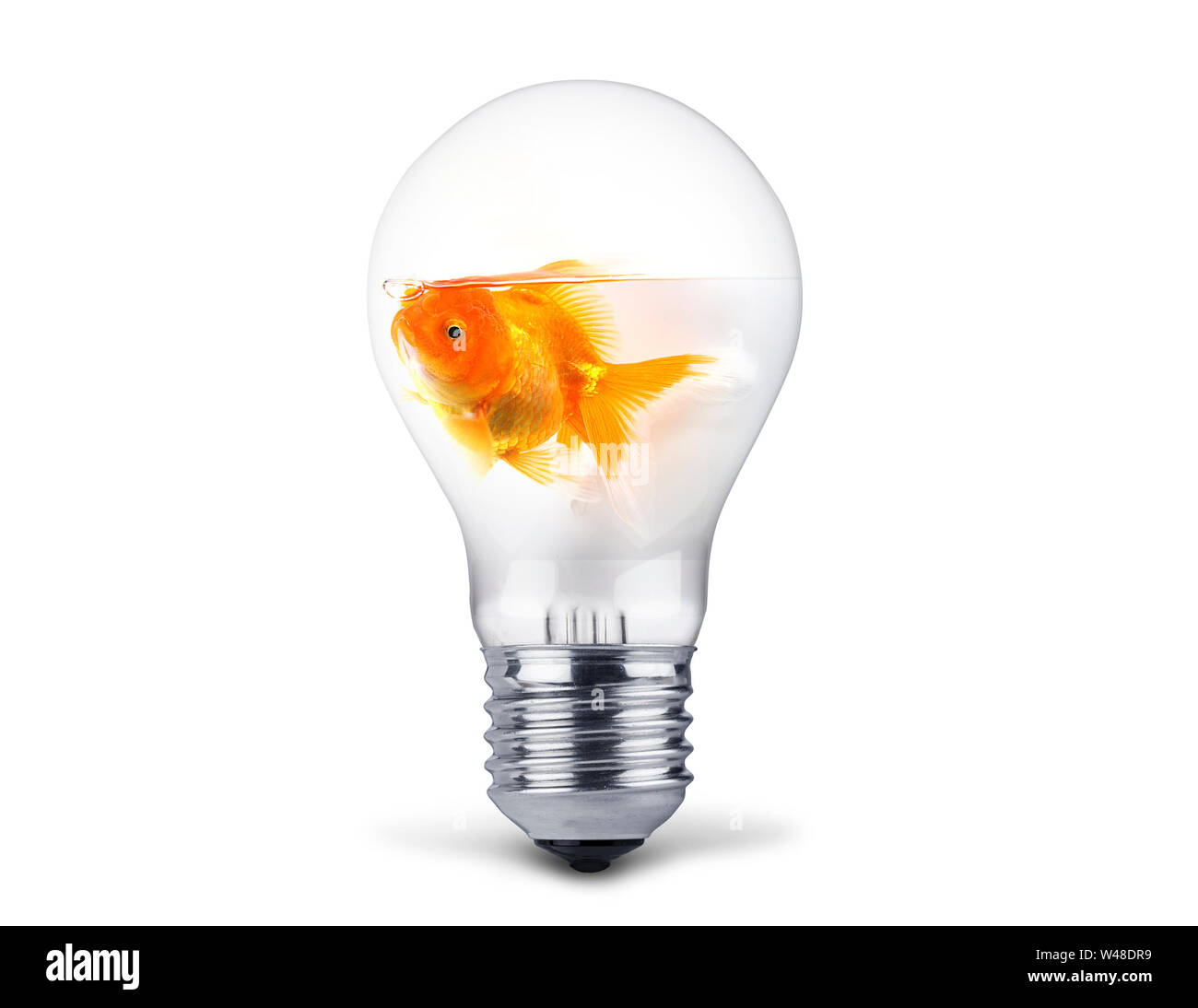 LGoldfisf schwimmen in der Glühbirne auf weißem Hintergrund, gold Fish lustig Stockfoto