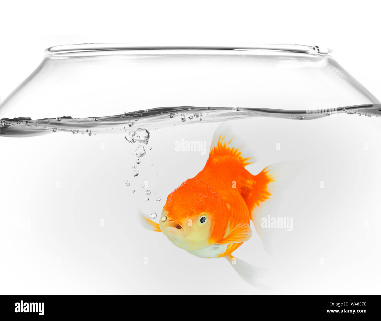 Goldfisch im Glas mit Wassertropfen Blasen auf weißem Hintergrund Stockfoto