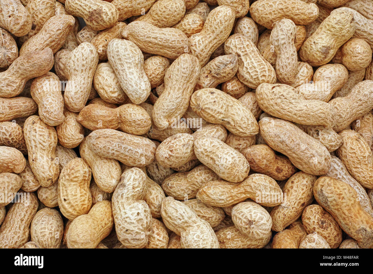 Früchte der Erdnußpflanze Stockfoto