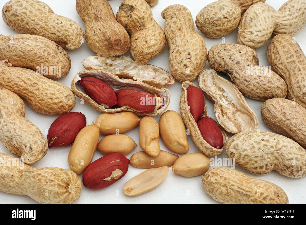 Früchte und Samen der ERDNUSS Arachis Hypogaea, Stockfoto