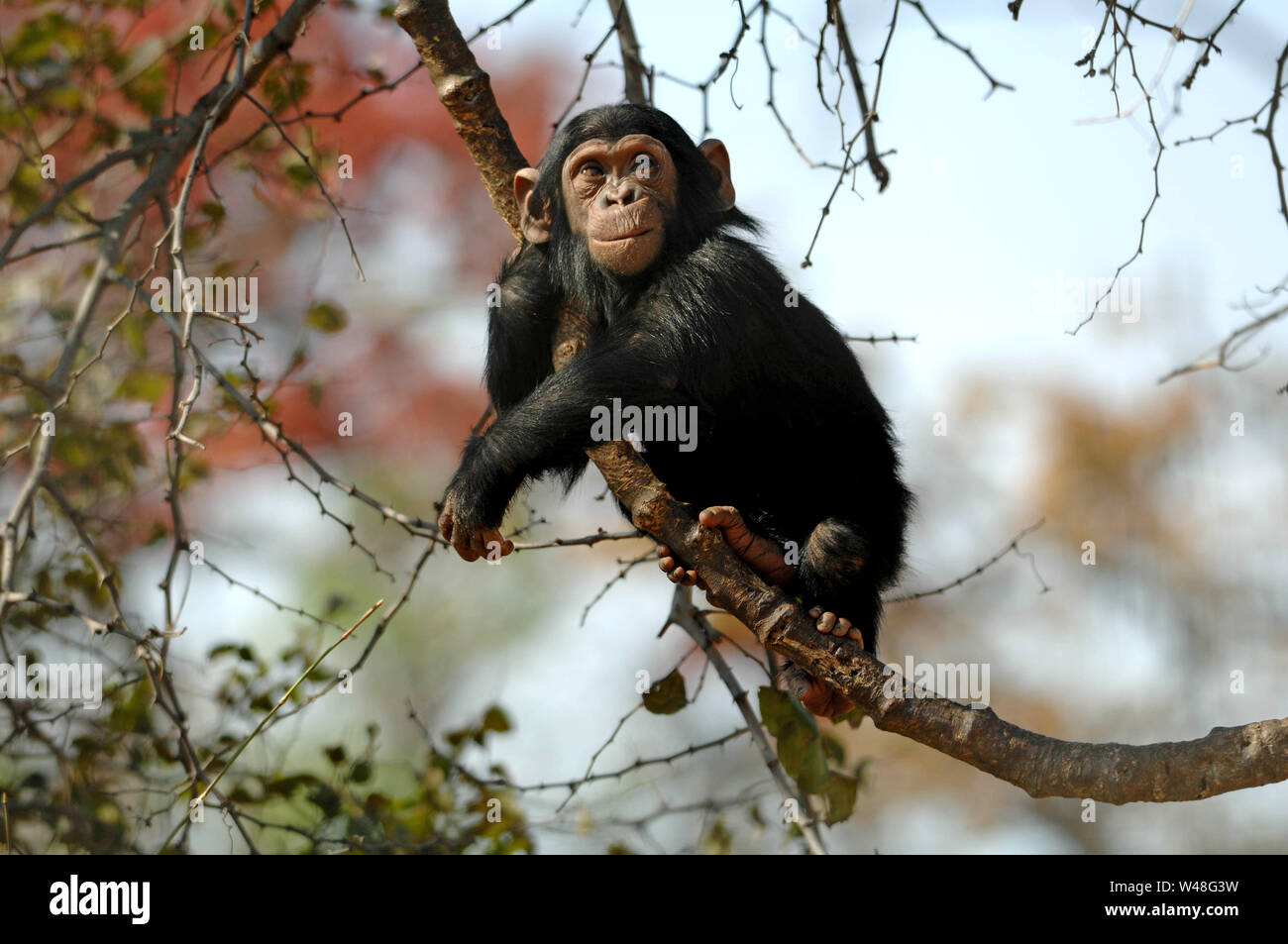 Schimpanse, Pan troglodytes, Chimfunshi, Sambia Stockfoto