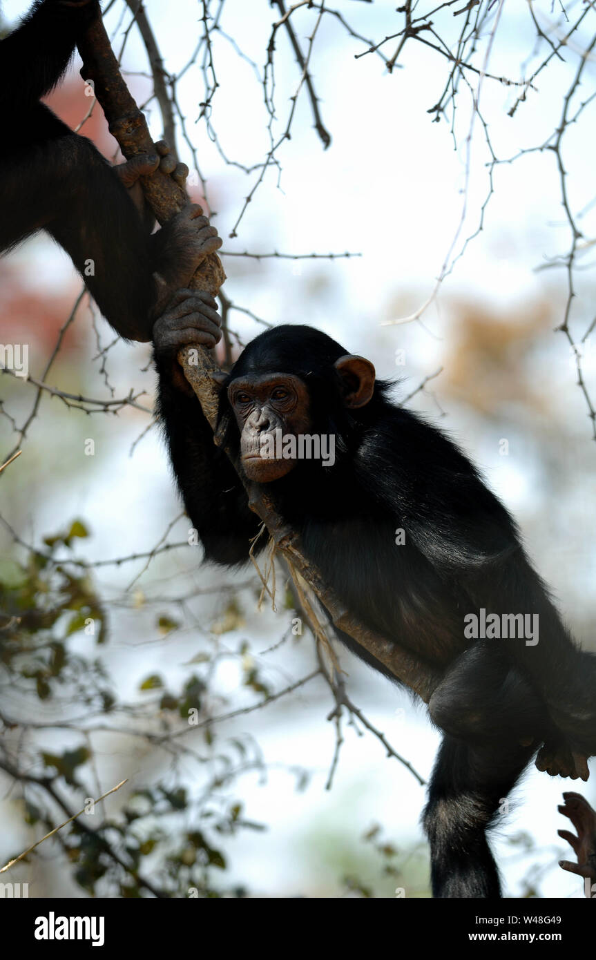 Schimpanse, Pan troglodytes, Chimfunshi, Sambia Stockfoto