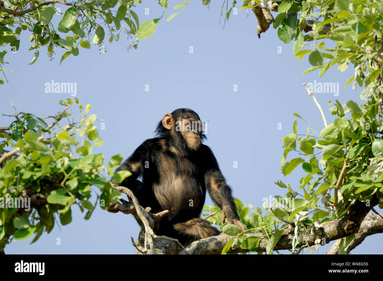 Schimpanse, Pan troglodytes, Chimfunshi, Sambia Stockfoto