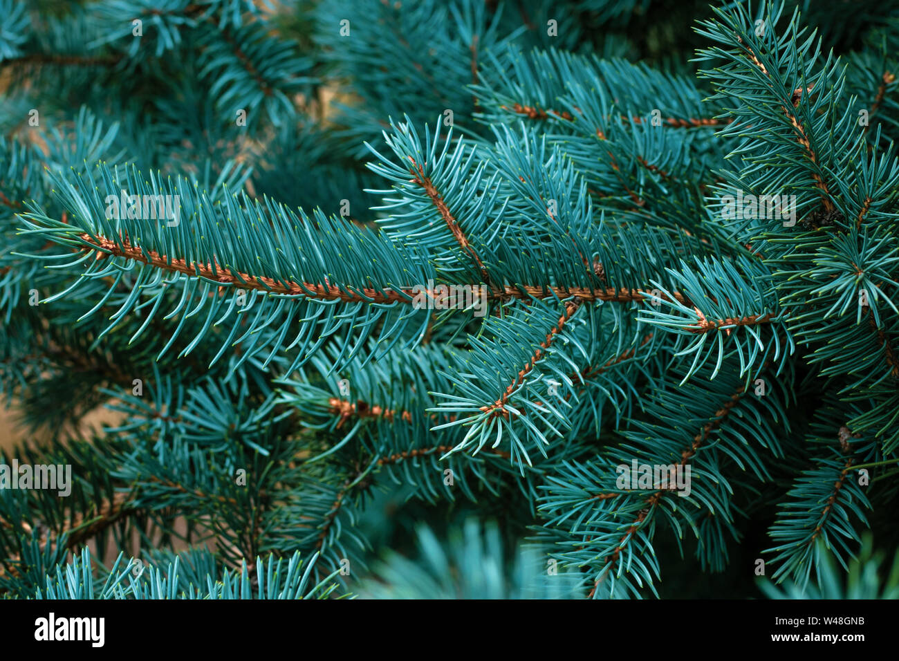 Blau Zweig, immergrüne Fichte, Tanne nadelholz Hintergrund. Rahmen von Tannennadeln close-up. Pine-tree. Scotch Tanne. Grüne Zweige von Pelz Baum. Weihnachten Stockfoto