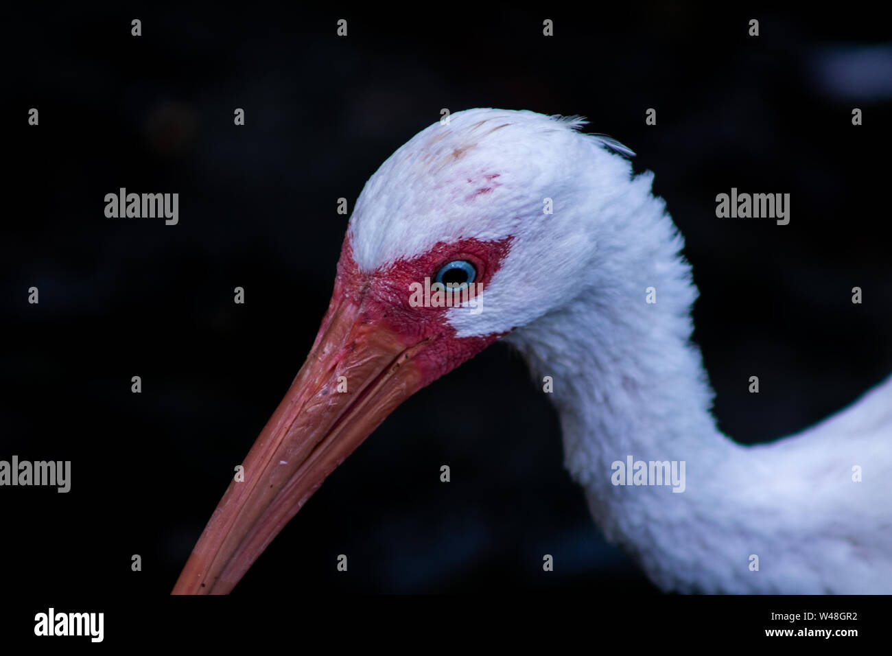 Die weißen amerikanischen ibis ist eine Pflanzenart aus der Gattung der ibis-Familie. Es ist von Virginia durch die Golfküste der Vereinigten Staaten gefunden. Stockfoto