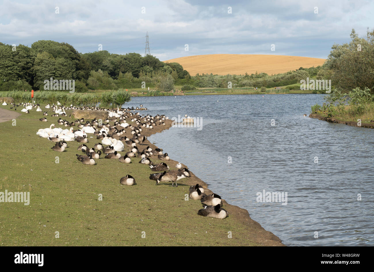 Schwarm Kanadagänse (Branta canadensis) und Schwäne am See im Herrington Country Park, Sunderland, North East England, Großbritannien Stockfoto