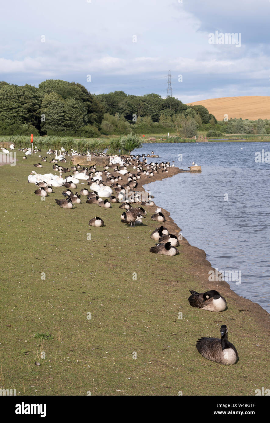Schwarm Kanadagänse (Branta canadensis) und Schwäne am See im Herrington Country Park, Sunderland, North East England, Großbritannien Stockfoto