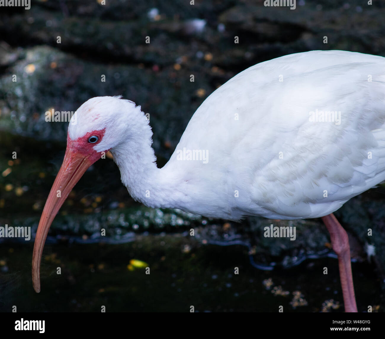 Die weißen amerikanischen ibis ist eine Pflanzenart aus der Gattung der ibis-Familie. Es ist von Virginia durch die Golfküste der Vereinigten Staaten im Süden. Stockfoto