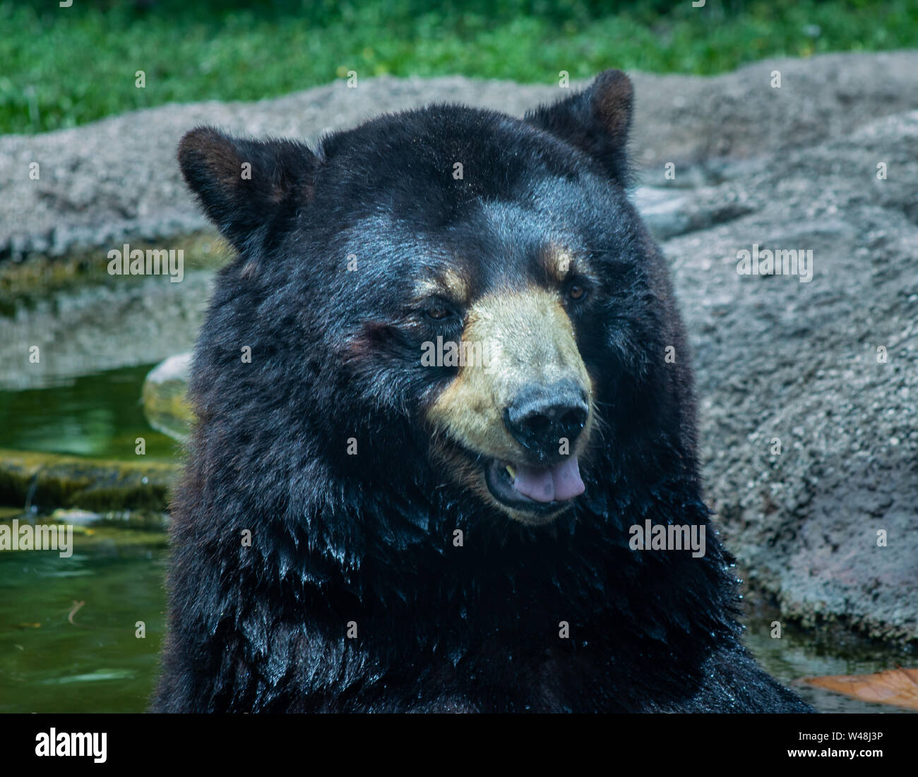 Der schwarze Bär, auch genannt der Amerikanische Schwarzbär, ist eine Pflanzenart aus der Gattung der Fleisch fressende SÄUGETIER. Es ist die häufigste tragen in Nordamerika. Stockfoto