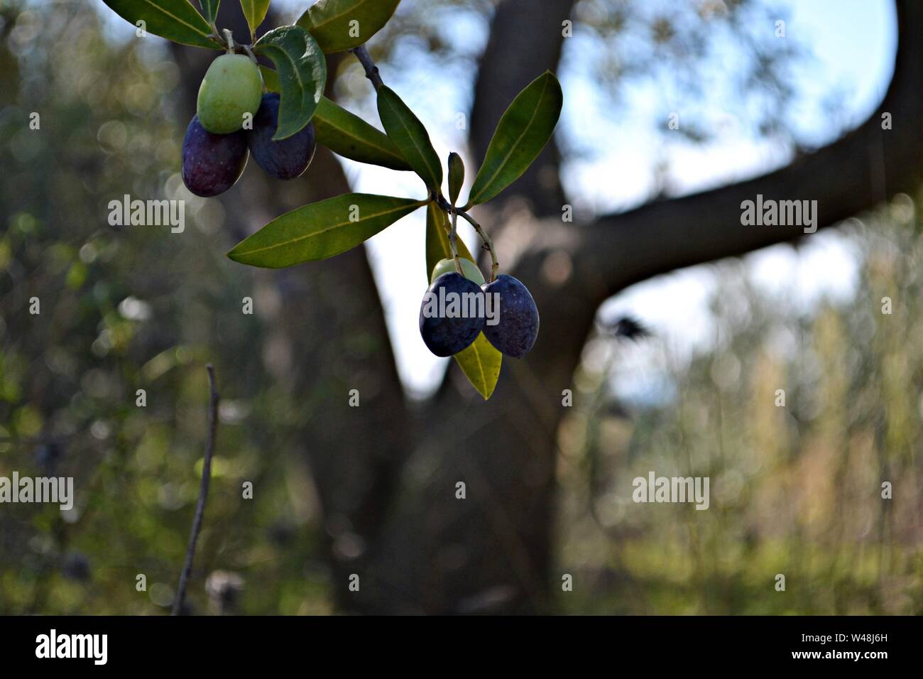 Olivenbäume. Olivenhain. natürliche sonnige landwirtschaftlichen/Oliven auf einen Ast. Nahaufnahme von grünen Oliven auf einen Baum im Garten - Bild Stockfoto